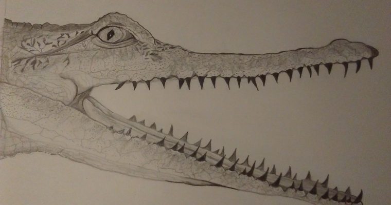 Crocodile – Annie Appleby