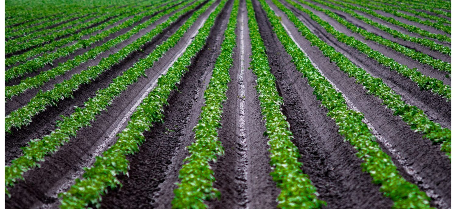 Virtual Wisbech Arts Trail