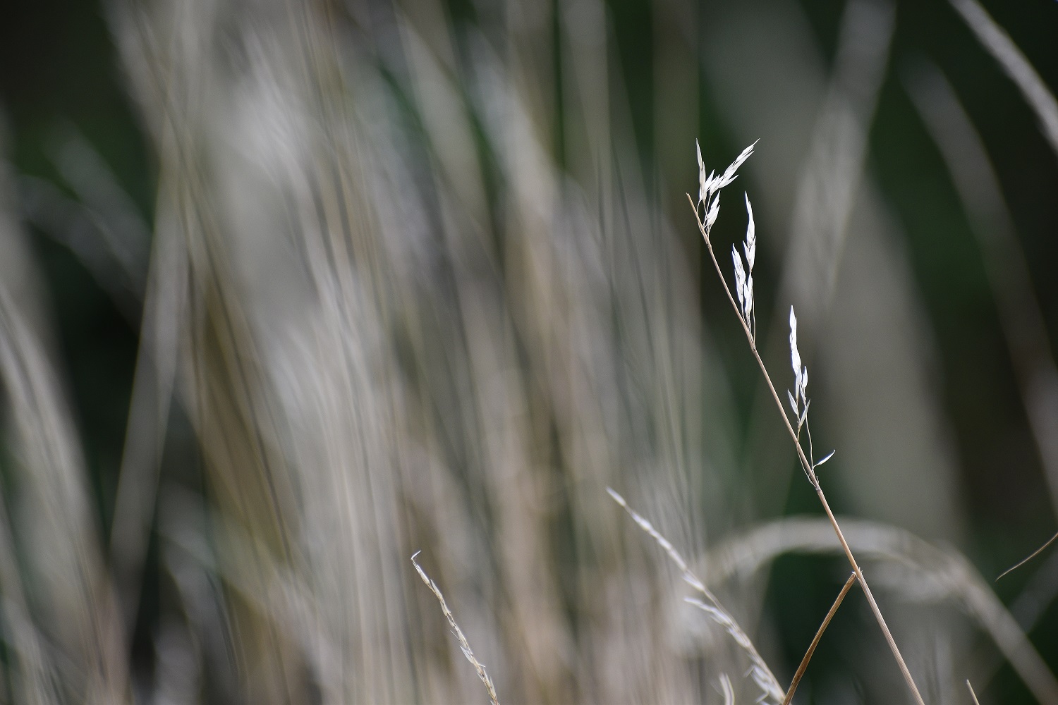 A single light brown grass stalk with the background of other grass out of focus behind